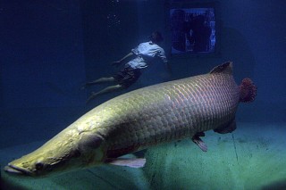 搜狐:2024香港正版资料大全免费-世界上最大的淡水鱼是什么鱼