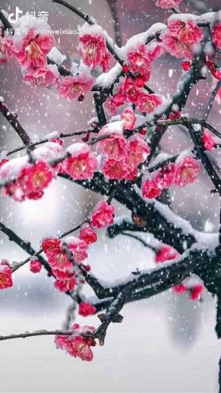 微博:新澳门资料大全正版资料-每当雪花纷纷飘落是什么歌