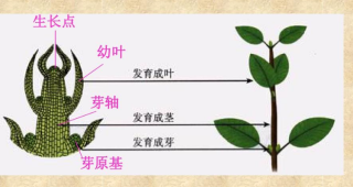 抖音视频:2024澳门开奖结果查询-芽轴发育成什么