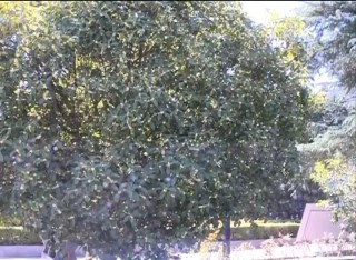 腾讯：香港二四六开奖免费资料唯美图库-桂花树施什么肥