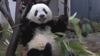 腾讯：白小姐一肖一码100正确-熊猫长什么样