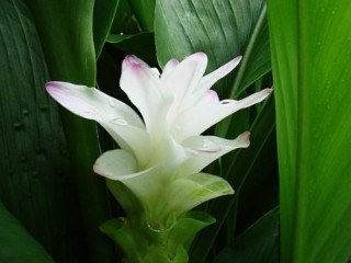 腾讯：香港澳门资料大全-碗莲什么时候开花