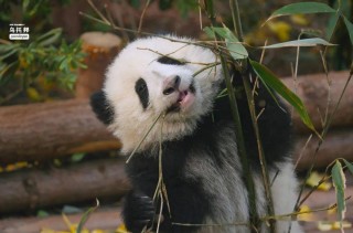 腾讯：白小姐一肖一码100正确-熊猫长什么样