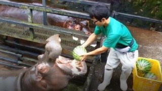 中新网:马会澳门正版资料查询-韩国人不信西瓜喂猪