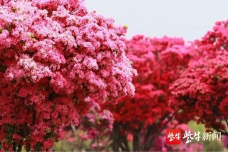 百家号:新奥彩资料免费提供-映山红什么时候开花