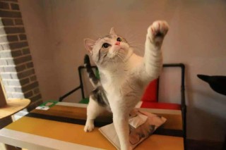 微博订阅:澳门资料大全免费澳门资料大全-猫发出咕噜咕噜的声音是什么意思