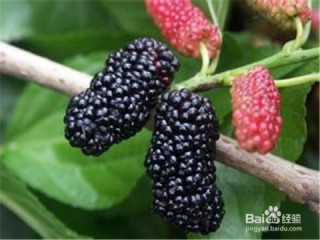阿里巴巴:澳门正版资料大全有哪些-桑葚对人体有什么好处