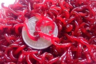 腾讯：24年新澳彩资料免费长期公开-红虫是什么的幼虫