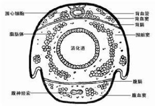 小红书:香港免费三中三重一组-pyq什么意思