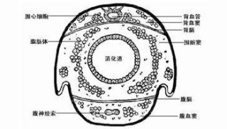 中新网:新澳精选资料免费提供-血窦是什么意思