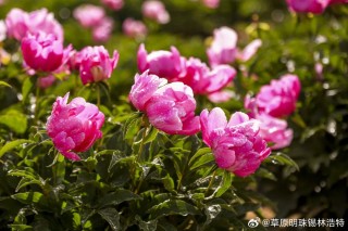 火山视频:2024澳门正版平特一肖-芍药花的花语是什么