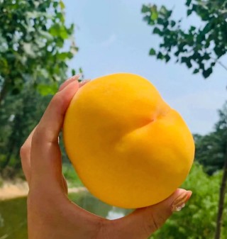 搜狐:最准一肖一码一一子中特-黄桃怎么买