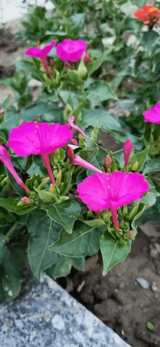 搜狐:新澳彩资料免费长期公开-什么的花