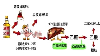 百度平台:马会澳门正版资料查询-乙醇对人体有什么伤害