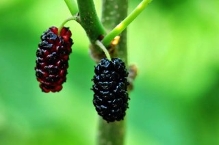 阿里巴巴:澳门正版资料大全有哪些-桑葚对人体有什么好处