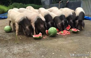 百家号:2024香港正版资料大全免费-校园霸凌是什么