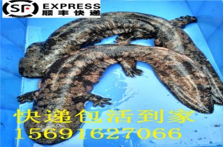 百家号:澳门正版资料大全资料生肖卡-娃娃鱼属于什么动物