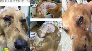 百家号:澳门最快最精准资料大全-高铁怎么托运狗狗