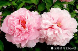 百家号:2024年澳门一肖一码期期准-裸眼视力是什么意思