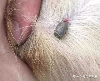抖音视频:澳门正版资料大全资料生肖卡-mlgb什么意思