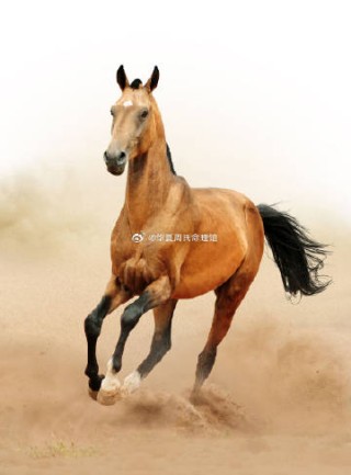 腾讯：2024澳门资料大全正版资料-石膏是什么