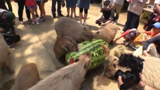 中新网:马会澳门正版资料查询-韩国人不信西瓜喂猪