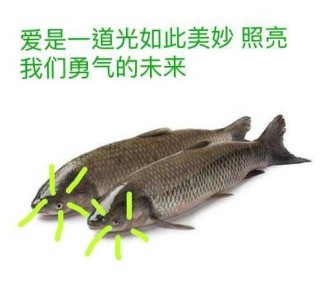 搜狐订阅：新澳门免费资料大全精准版-草鱼疑似卡着金镯子