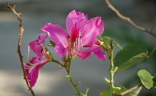 腾讯：二四六香港资料期期准-彼岸花什么时候开花