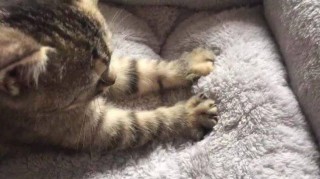微博:新澳门资料大全正版资料4不像-猫为什么会踩奶