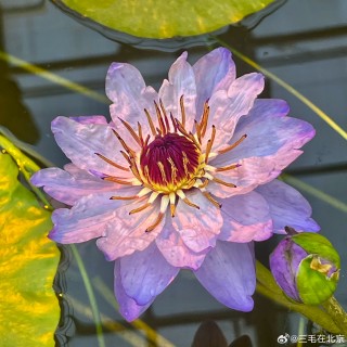 微博:2024年全年正版免费资料-睡莲什么时候开花