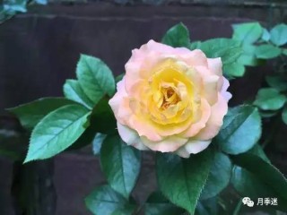 火山视频:澳门天天最准最快资料-月季花长什么样