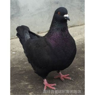 阿里巴巴:澳门传真49正版4949-鸽子为什么这么大
