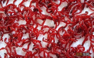 腾讯：24年新澳彩资料免费长期公开-红虫是什么的幼虫