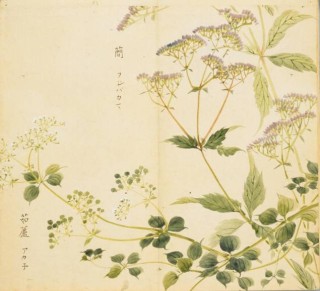 中新网:澳门4949资料免费大全-青青子衿悠悠我心什么意思
