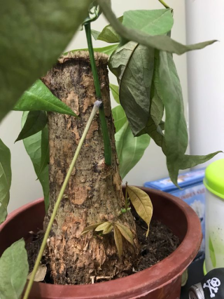 腾讯：香港资料免费长期公开-发财树用什么肥料最好