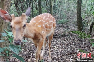 网易:新澳门王中王资料公开-梅花鹿吃什么
