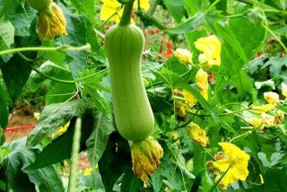 腾讯：2024澳门天天开好彩大全-甲状腺结节吃什么好