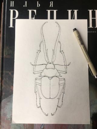 搜狗订阅:王中王一肖一特一中-甲虫怎么画