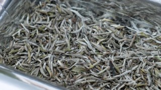 腾讯：全澳门最精准澳门资料网站-白毫银针属于什么茶