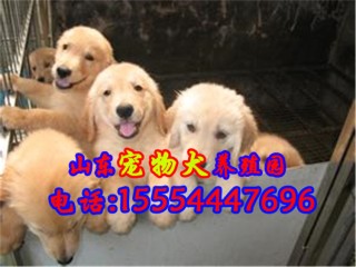 阿里巴巴:新澳门精准资料大全管家婆料-男星性侵醉酒女学生