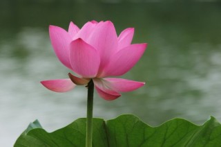 知乎：2024澳门今天晚上开什么生肖-白手起家指什么生肖