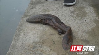 百家号:澳门正版资料大全资料生肖卡-娃娃鱼属于什么动物