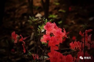 百家号:新奥彩资料免费提供-映山红什么时候开花