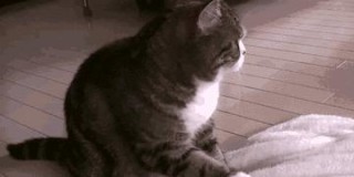 微博:新澳门资料大全正版资料4不像-猫为什么会踩奶
