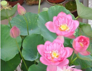 腾讯：香港澳门资料大全-碗莲什么时候开花