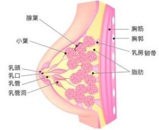 搜狐:4949退库-资料香港2024-双侧乳腺小叶增生是什么意思