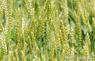 百家号:新澳好彩免费资料查询-小麦什么时候成熟
