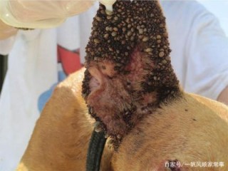 小红书:今期澳门三肖三码开一码2024年-洪水阻断村子成孤岛