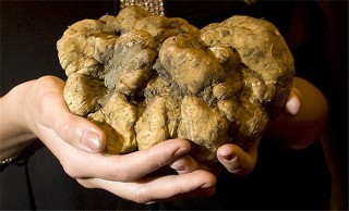 搜狐:新澳门资料大全正版资料2024年免费下载-阴虱长什么样子图片