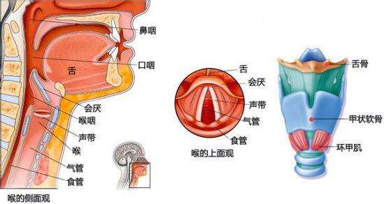 百家号:2o24澳门正版精准资料-嗓子中间的那块小肉叫什么  第2张